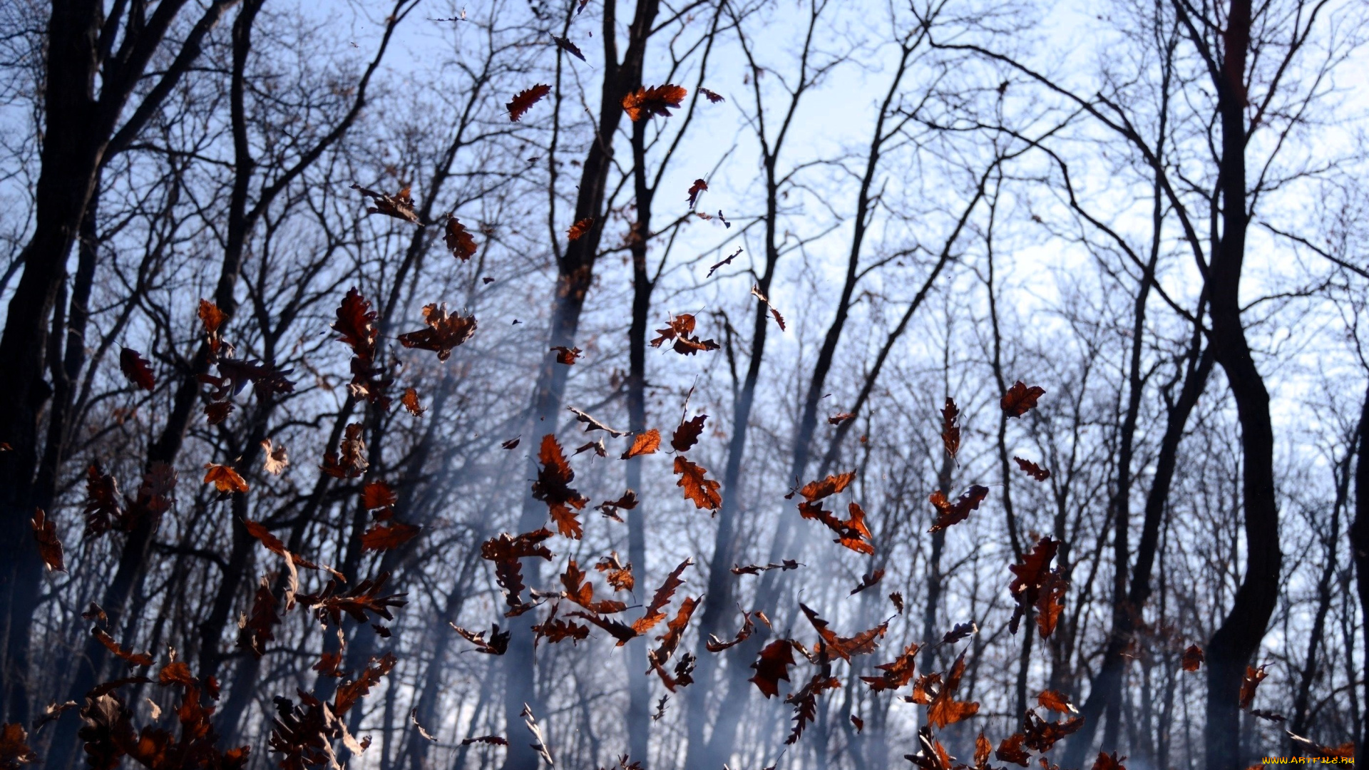 природа, лес, деревья, туман, листья, листопад, осень