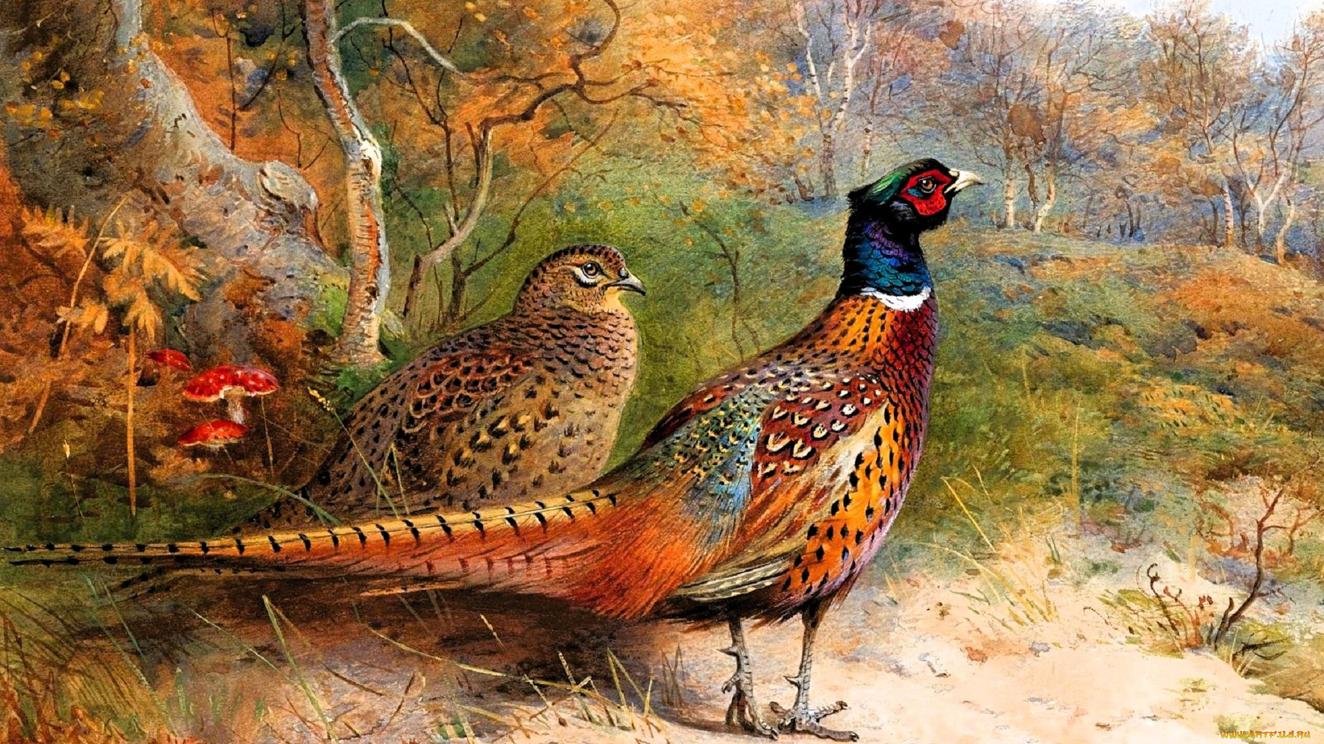 рисованное, archibald, thorburn, птицы, фазаны, пара, лес, осень, мухоморы