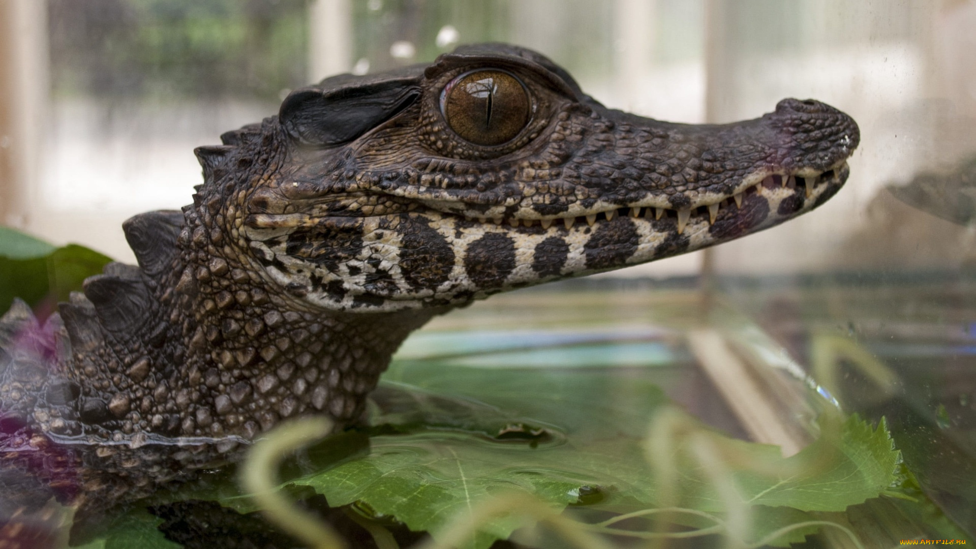 животные, крокодилы, крокодил