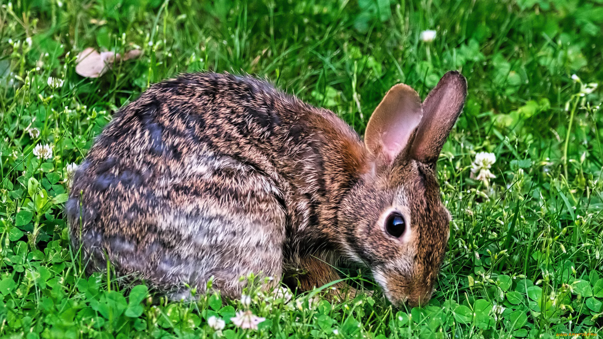 животные, кролики, , зайцы, кролик, лужайка, трава