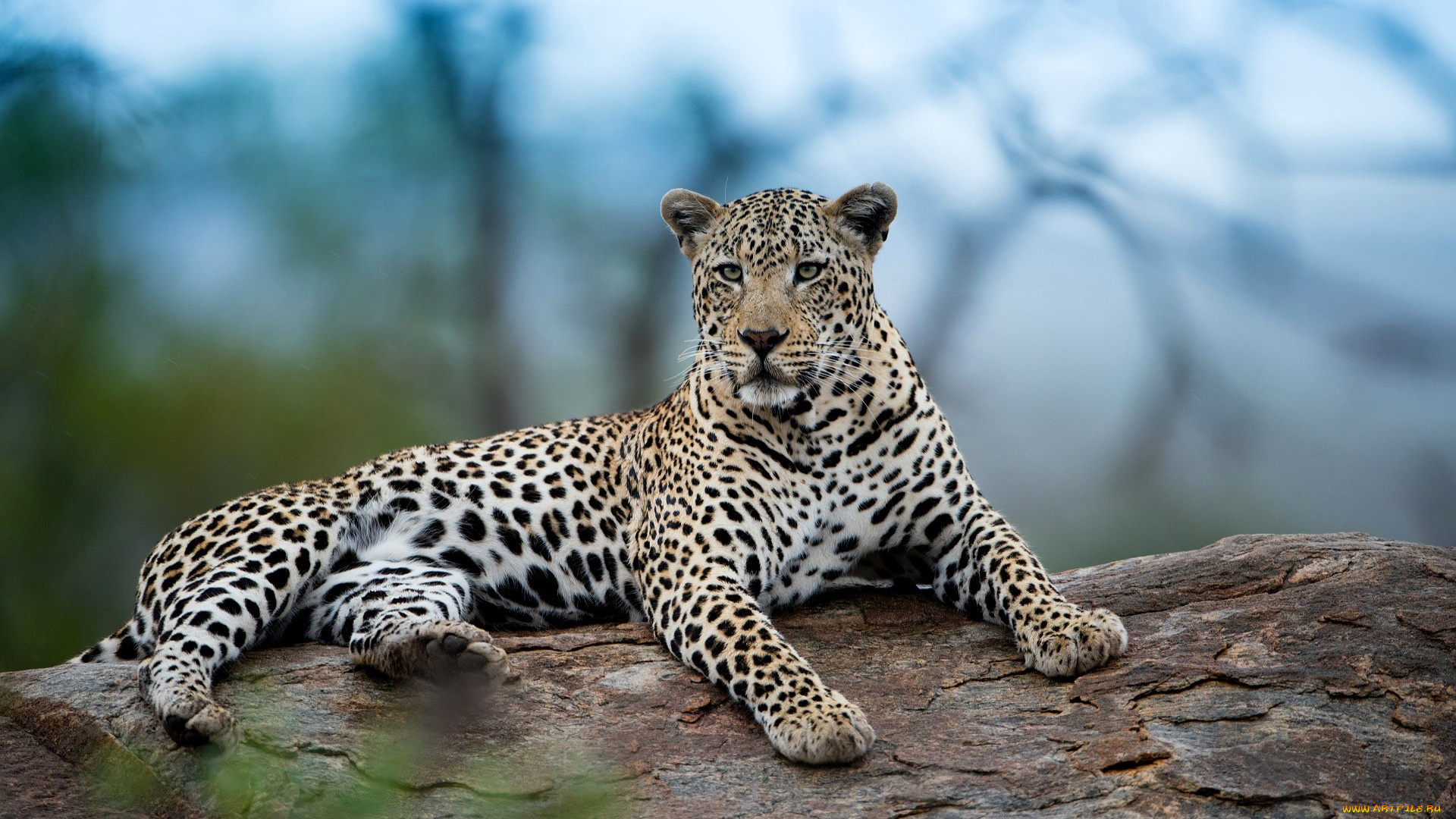 животные, леопарды, леопард, камень, отдых