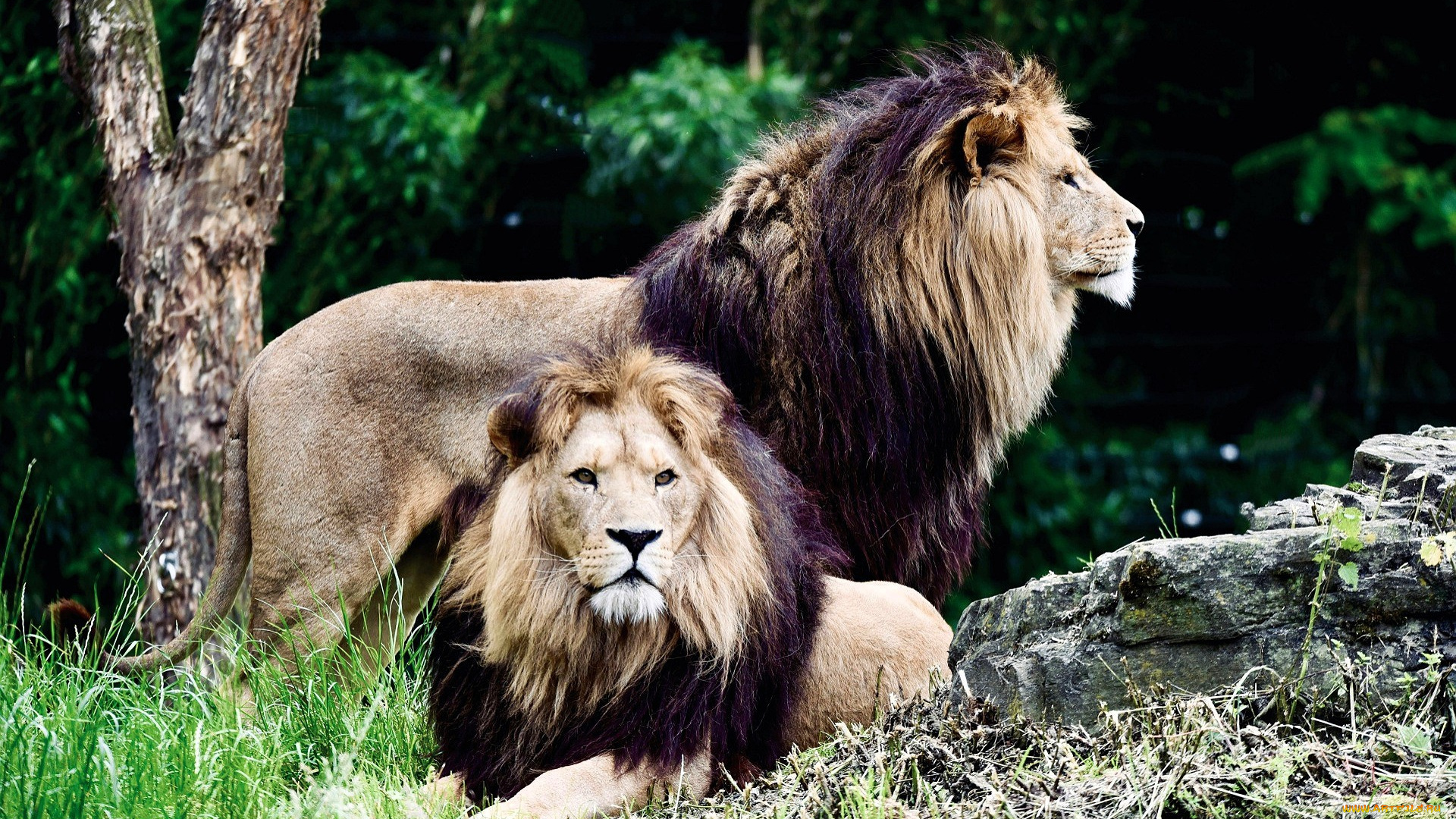 животные, львы, камни, трава, деревья