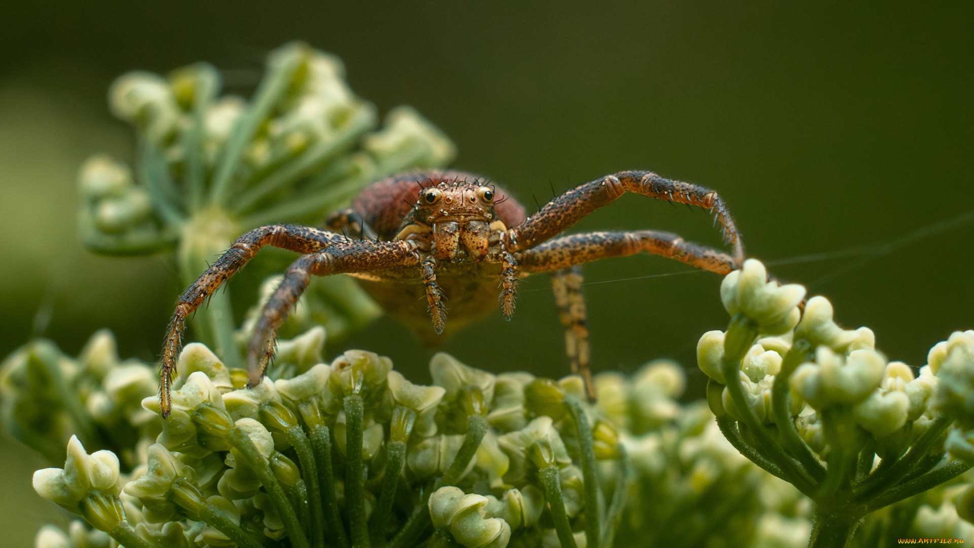 животные, пауки, паук