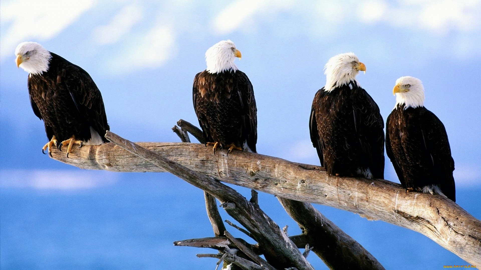 животные, птицы, -, хищники, орлы, ветки, дерево