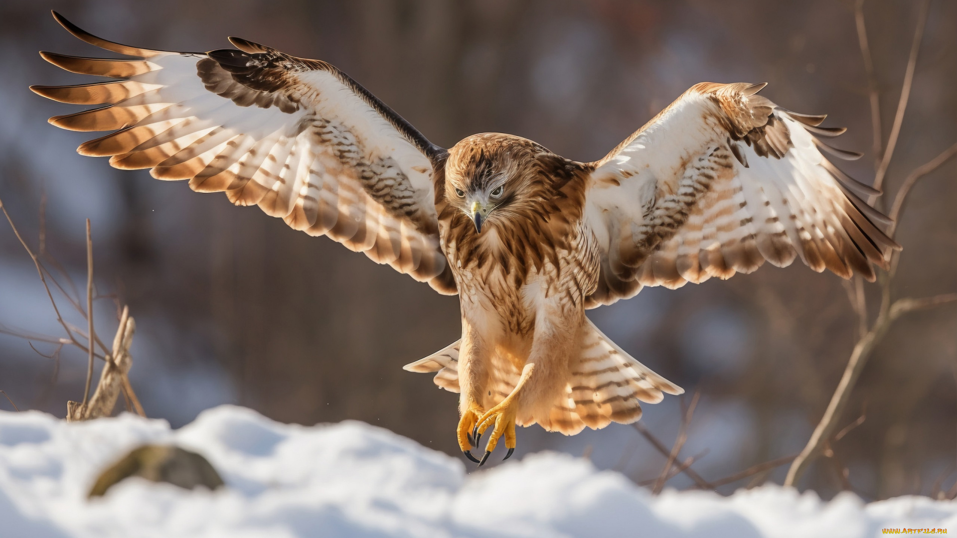 животные, птицы, -, хищники, птица