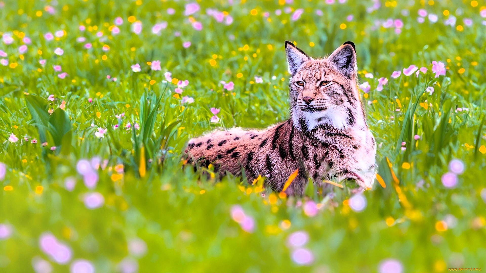 животные, рыси, рысь, луг, трава, цветы