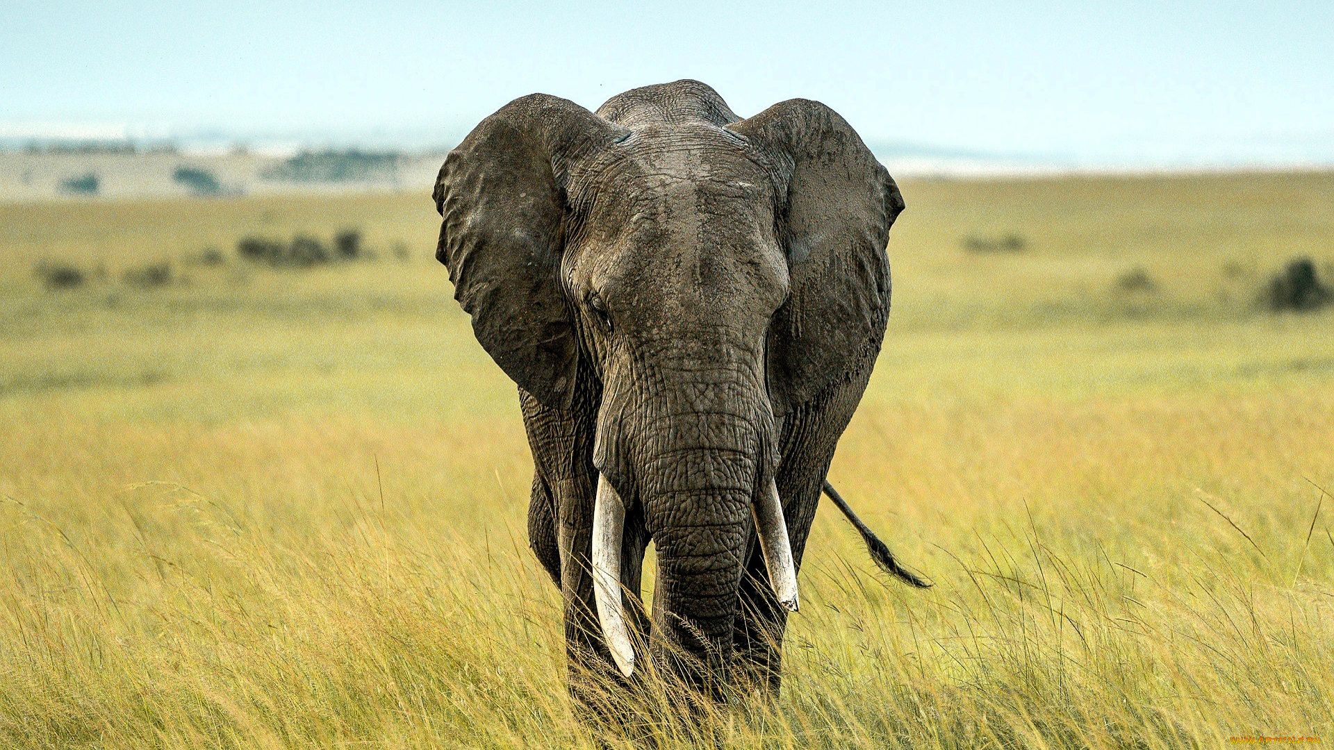 животные, слоны, слон, трава, саванна