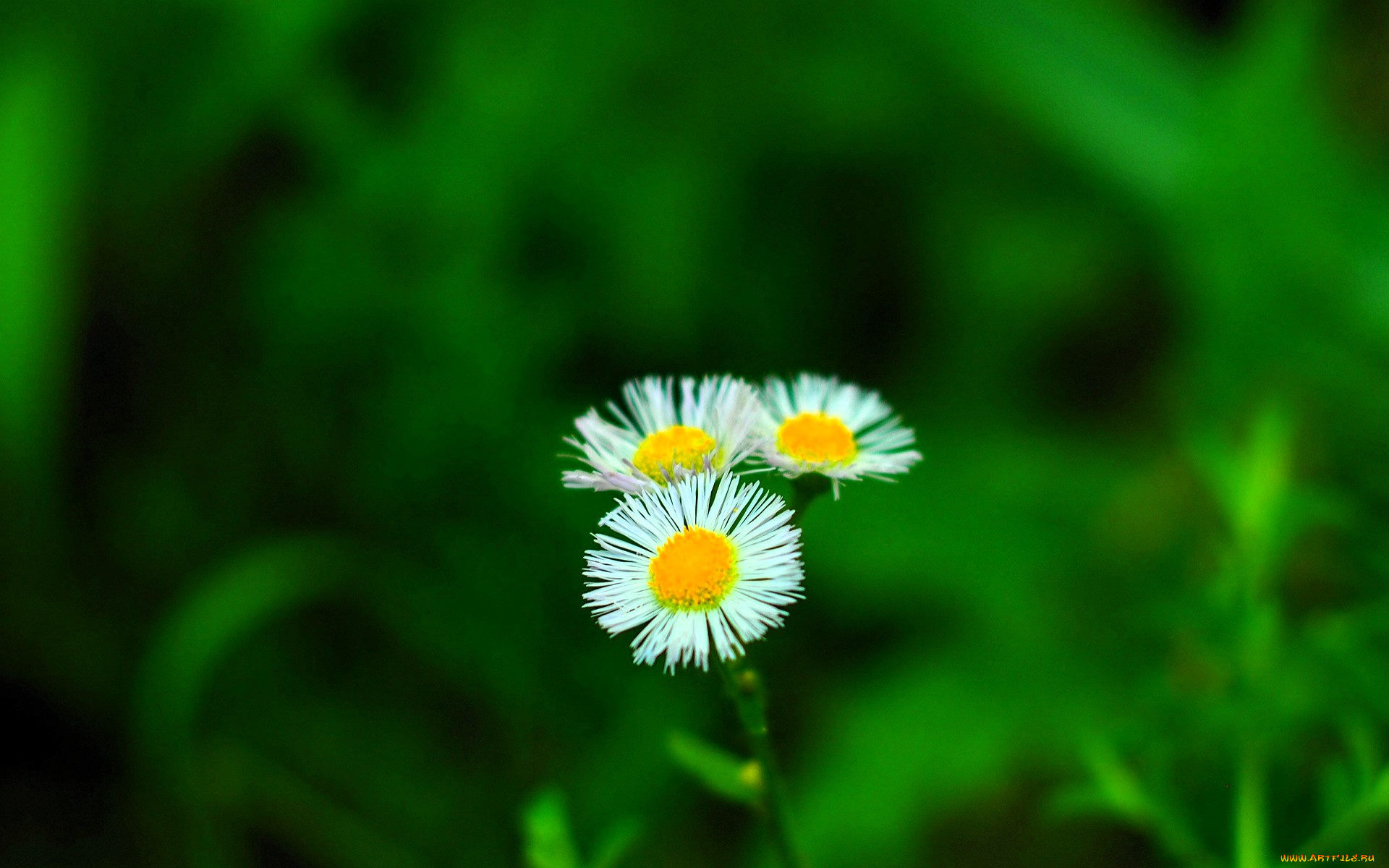 цветы, маргаритки, трава, зелень
