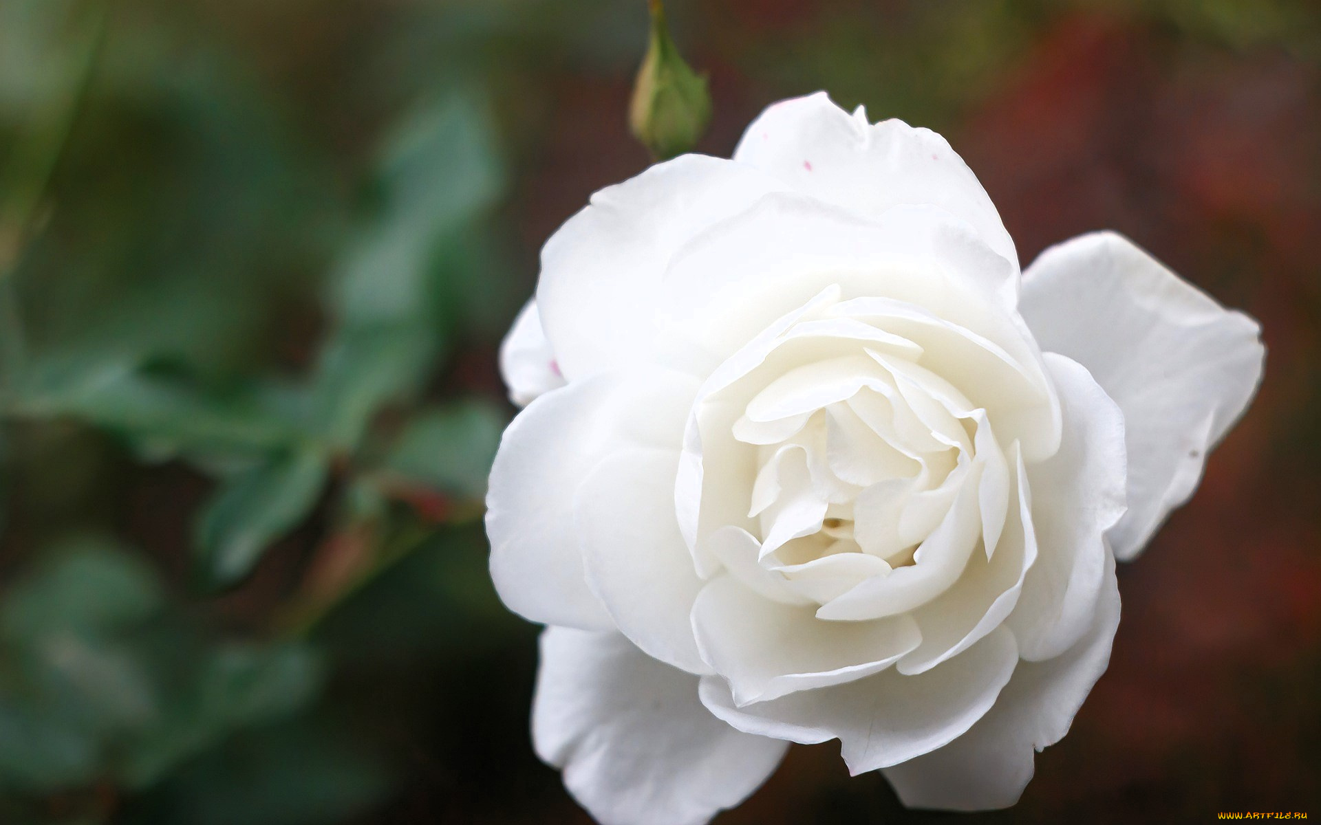 цветы, розы, роза, белая, бутон