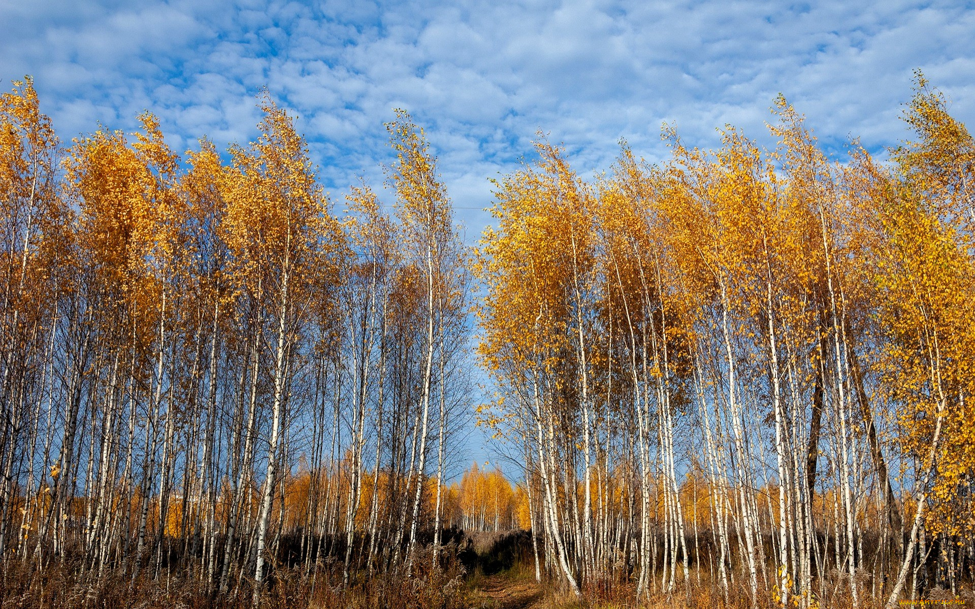 природа, деревья, лес, березы, осень, небо, облака