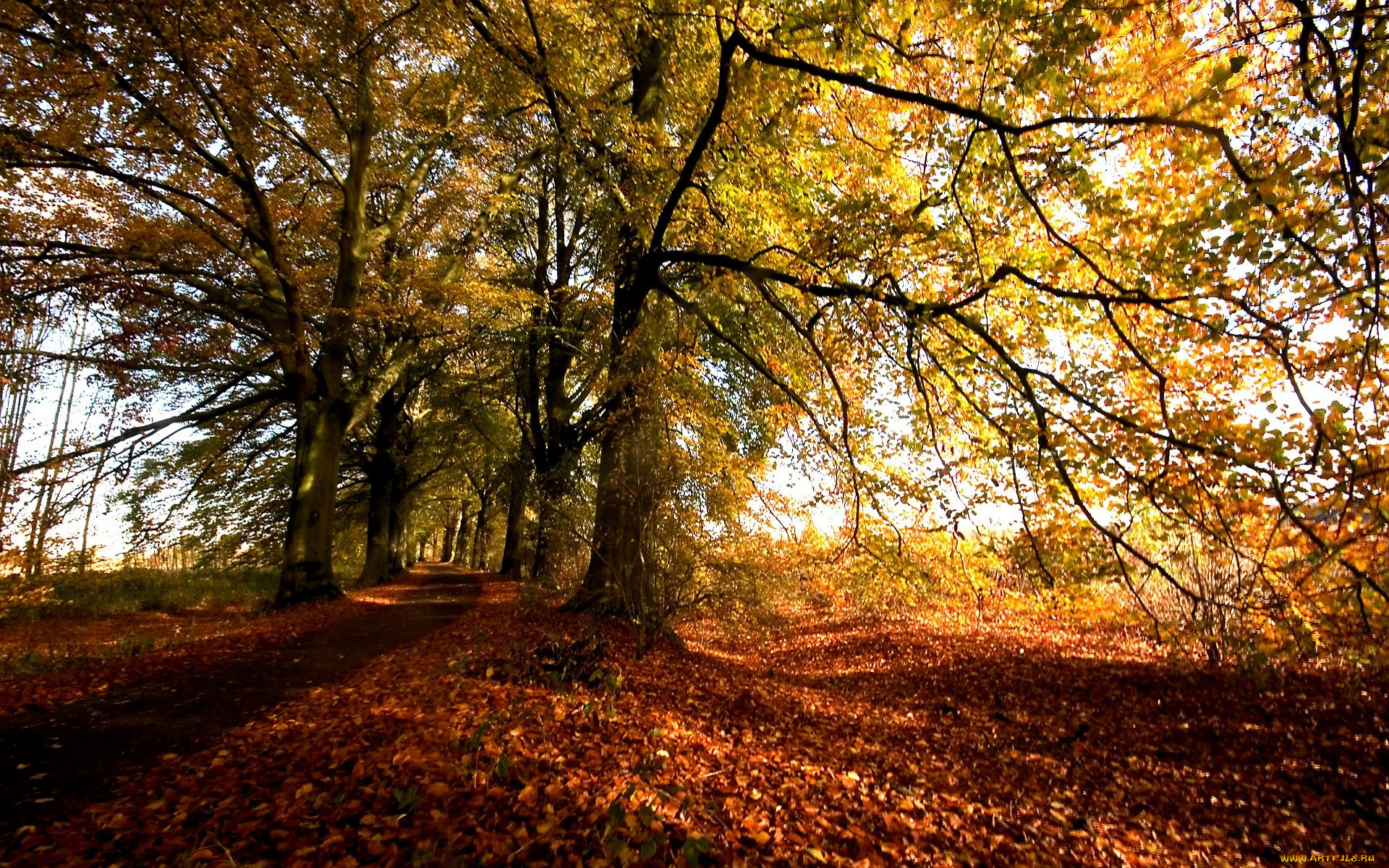 природа, деревья, осень, дорога, листья