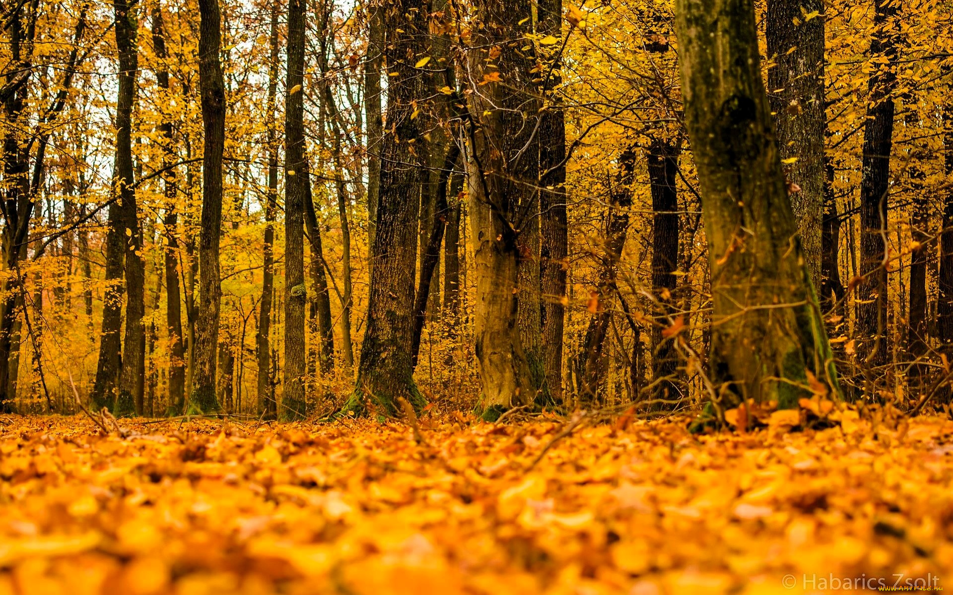 природа, лес, деревья, осень, листья