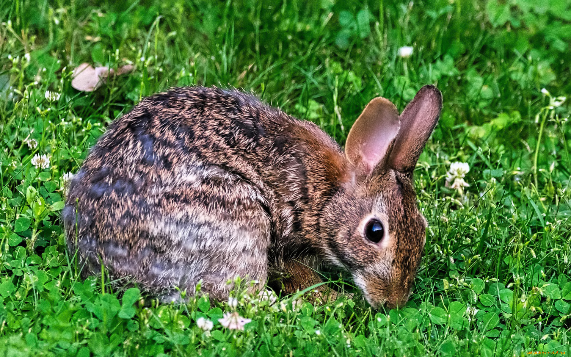 животные, кролики, , зайцы, кролик, лужайка, трава