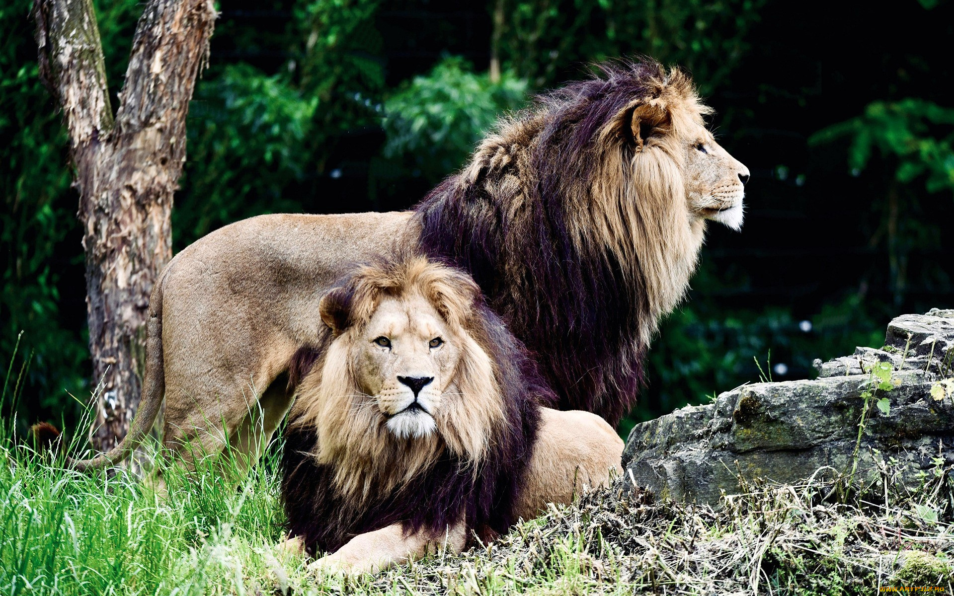 животные, львы, камни, трава, деревья