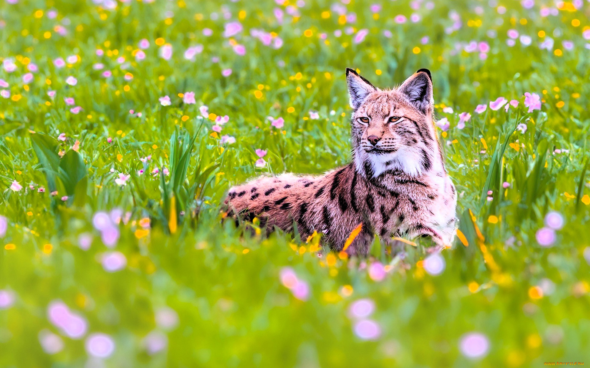 животные, рыси, рысь, луг, трава, цветы