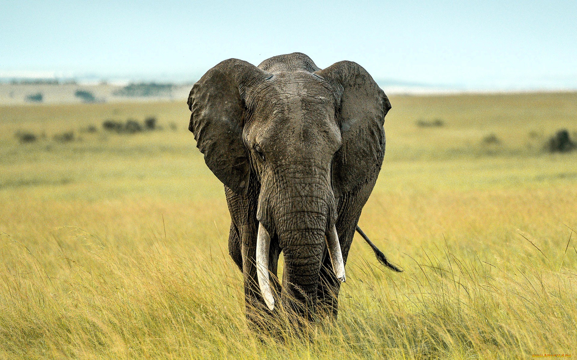 животные, слоны, слон, трава, саванна