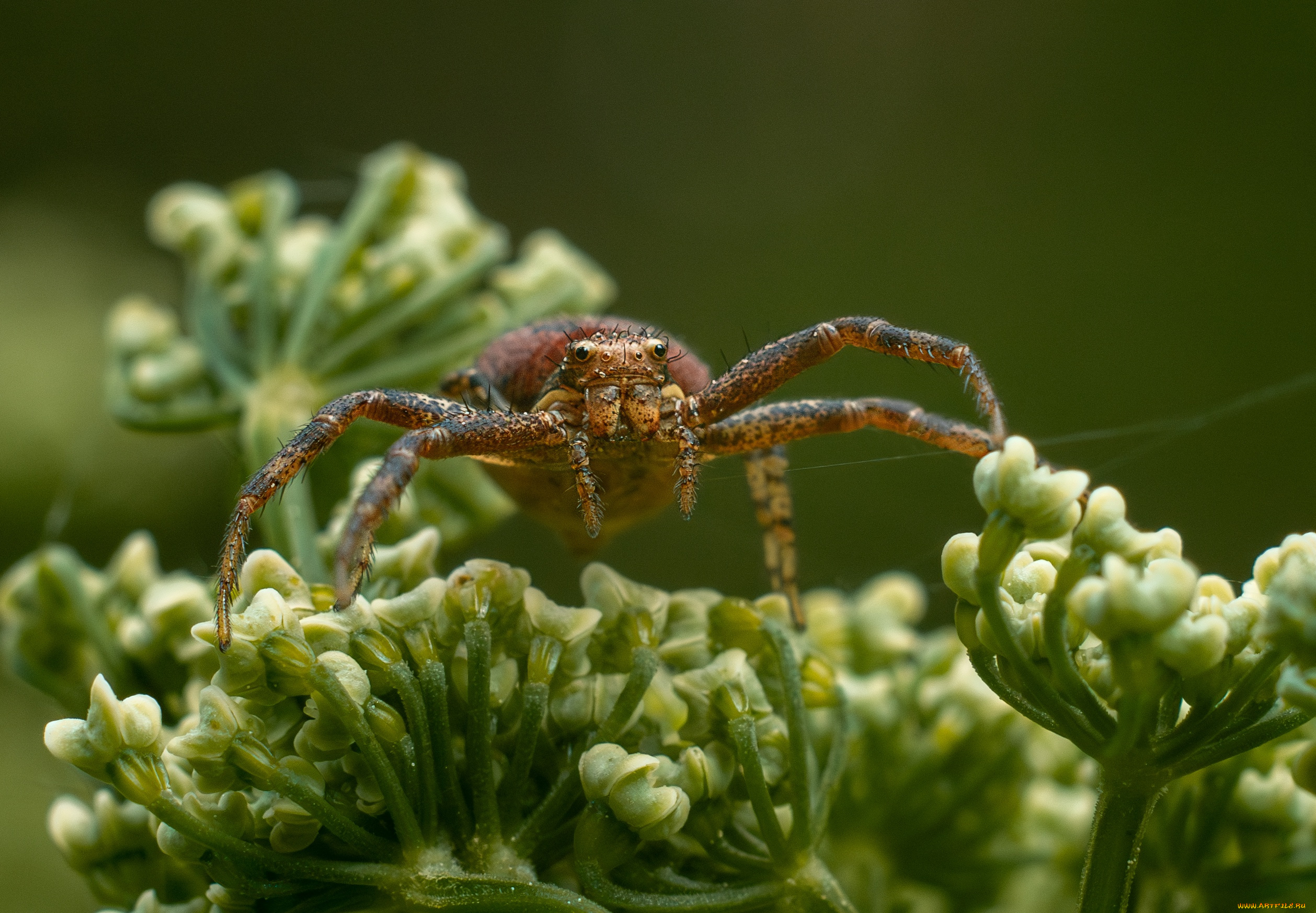 животные, пауки, паук