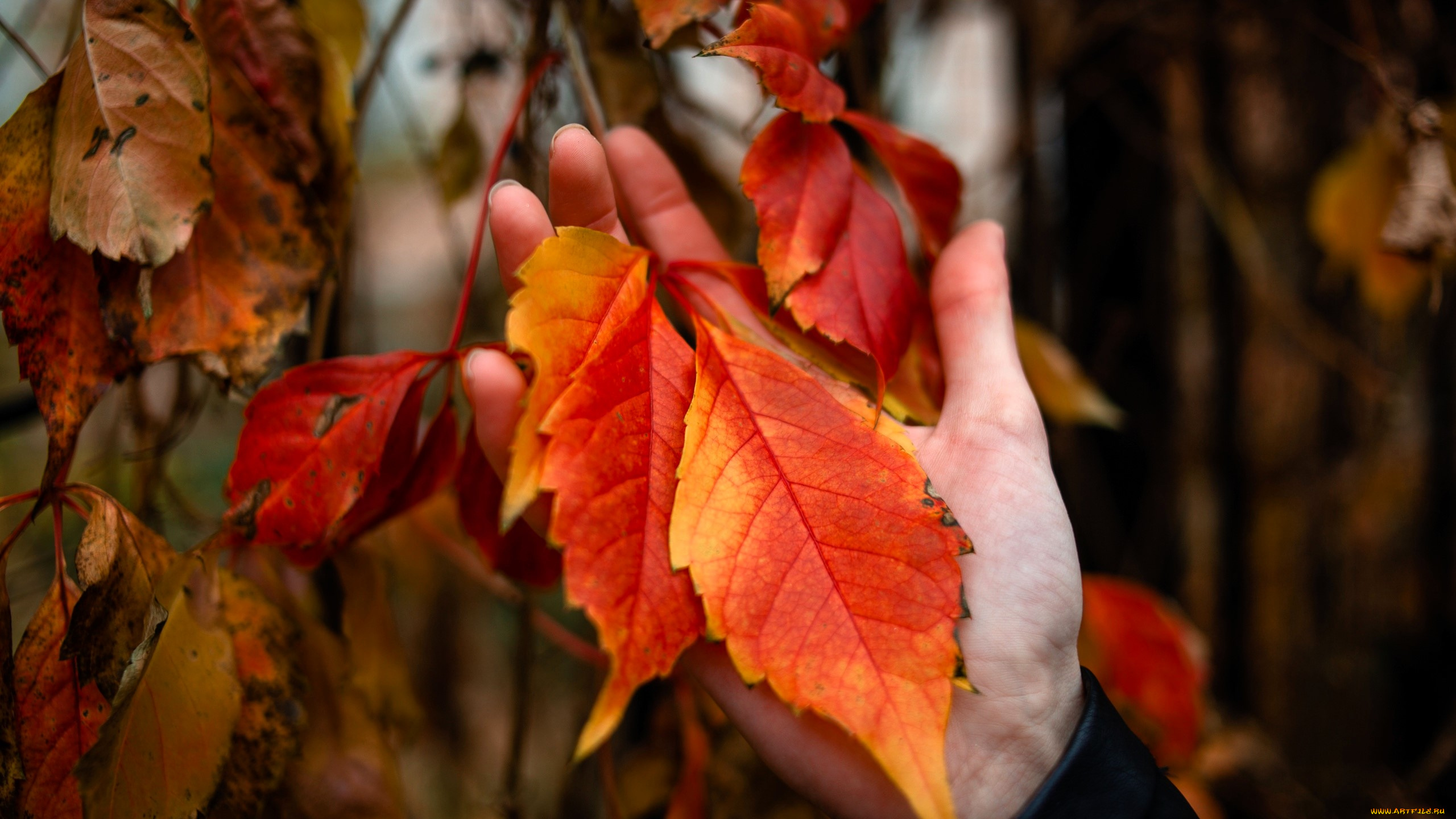 разное, руки, , ноги, рука, листья, осень