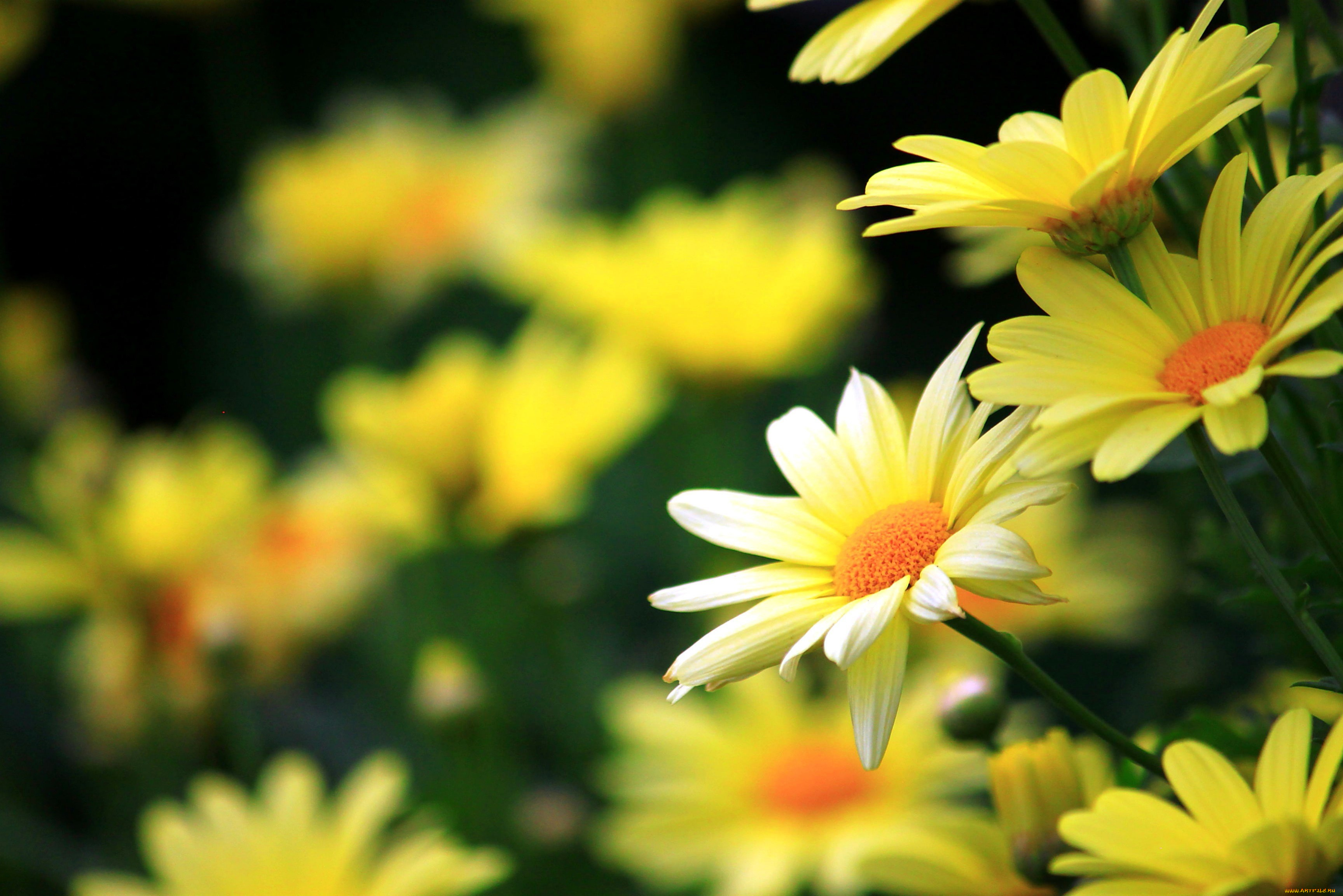 цветы, ромашки, желтые
