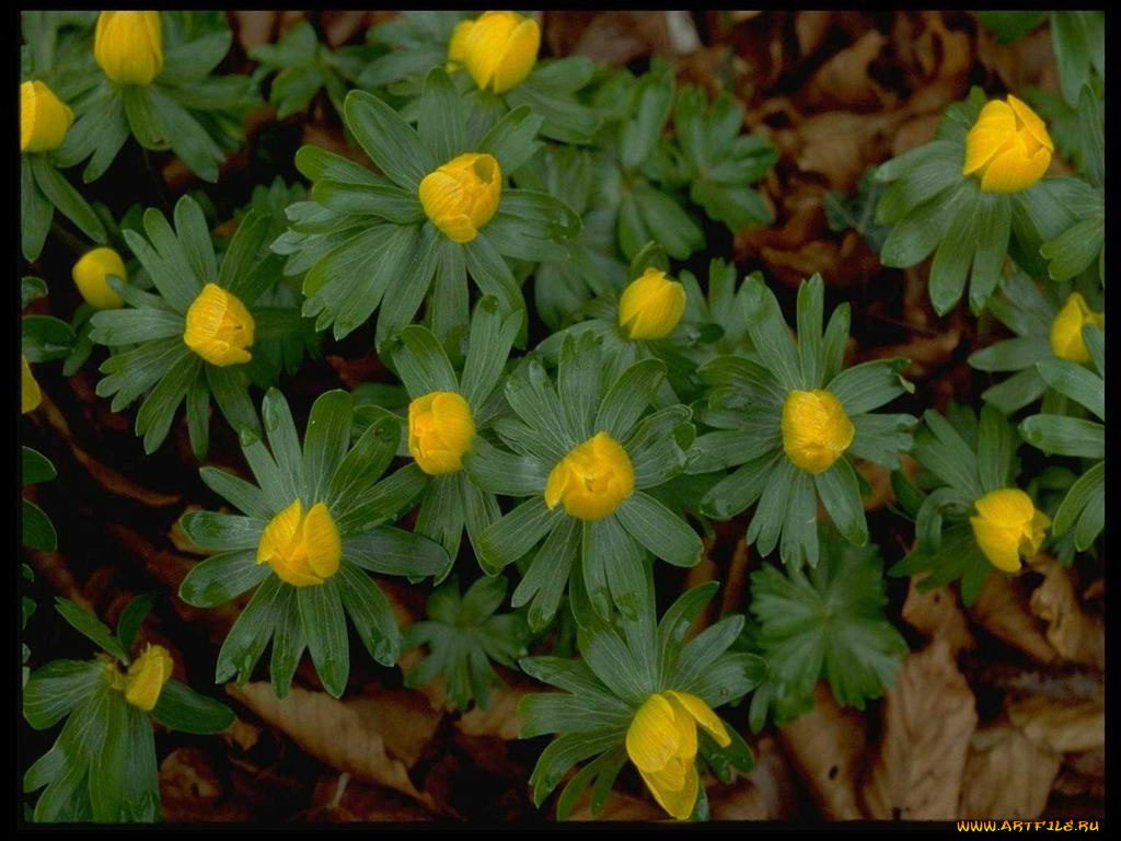 цветы, калужницы, лютики