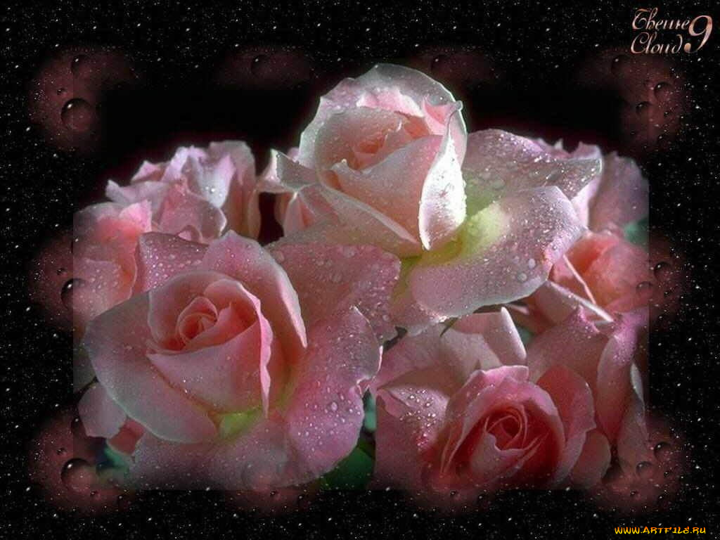 цветы, розы