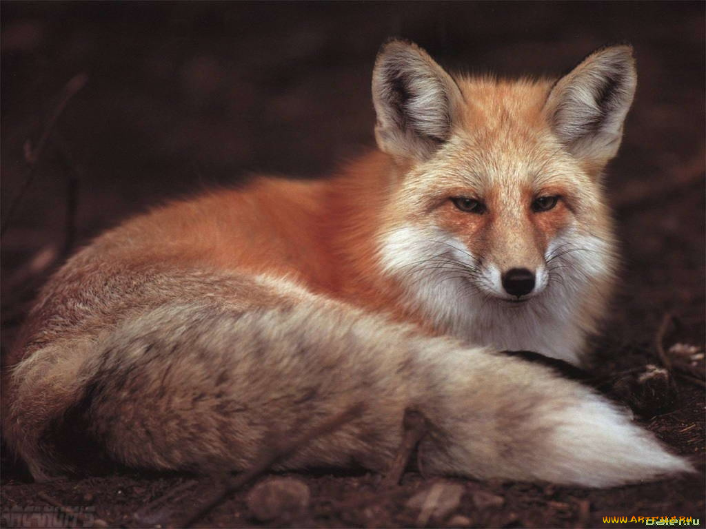 животные, лисы