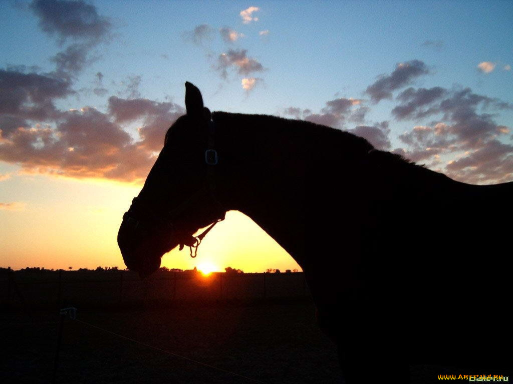 животные, лошади