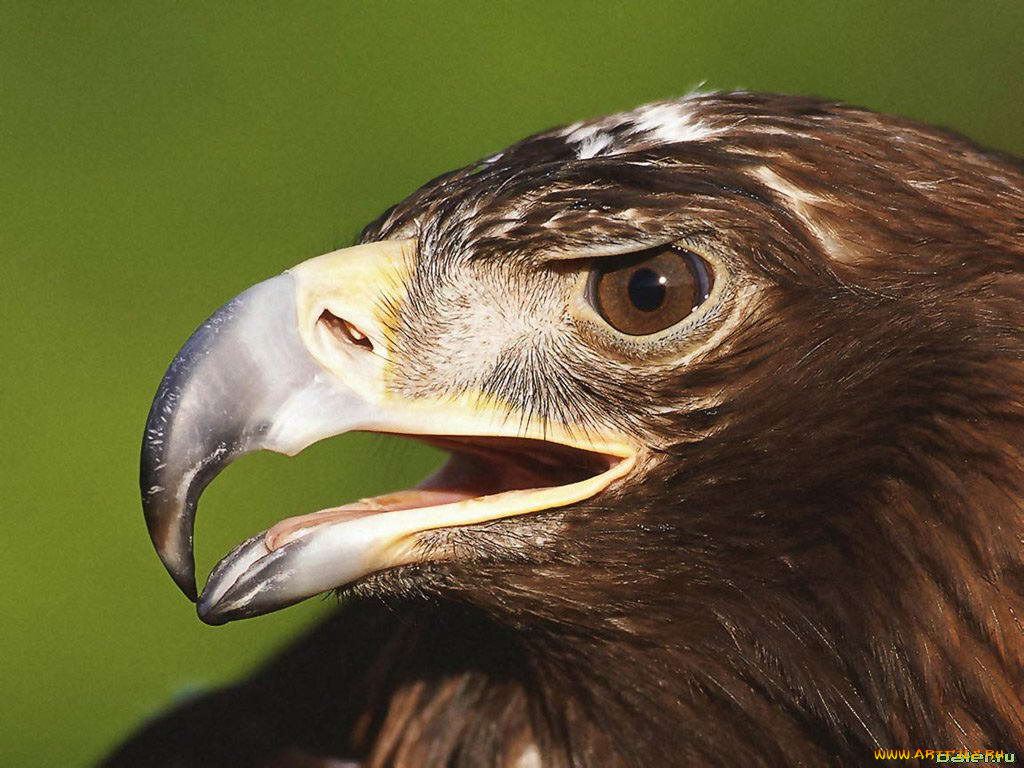 животные, птицы, хищники