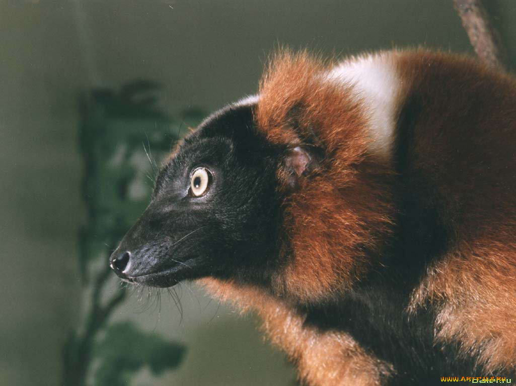 животные, лемуры