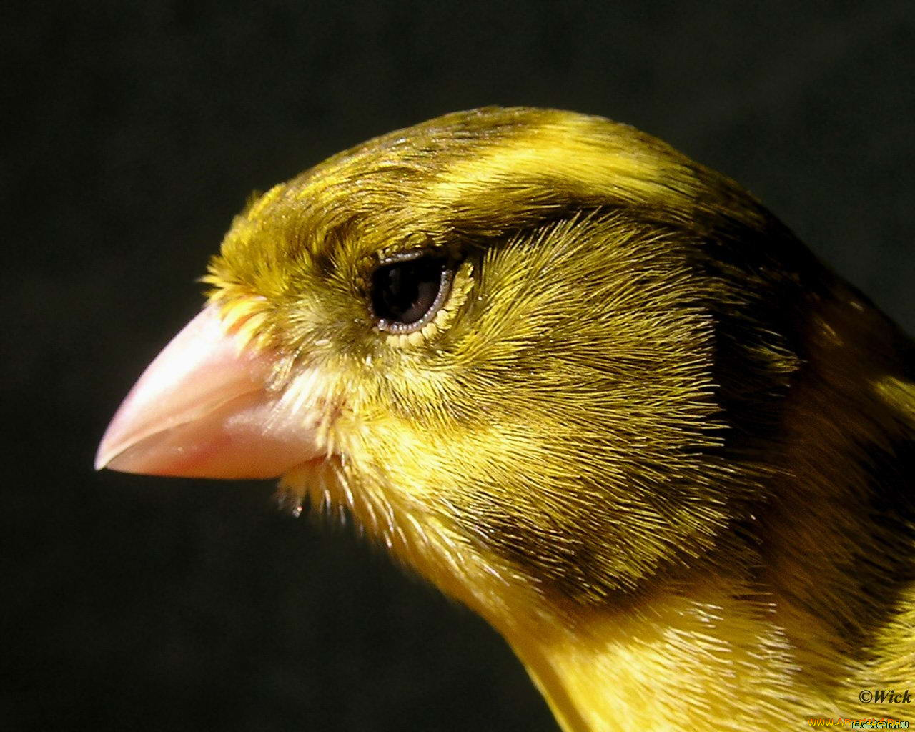 животные, птицы