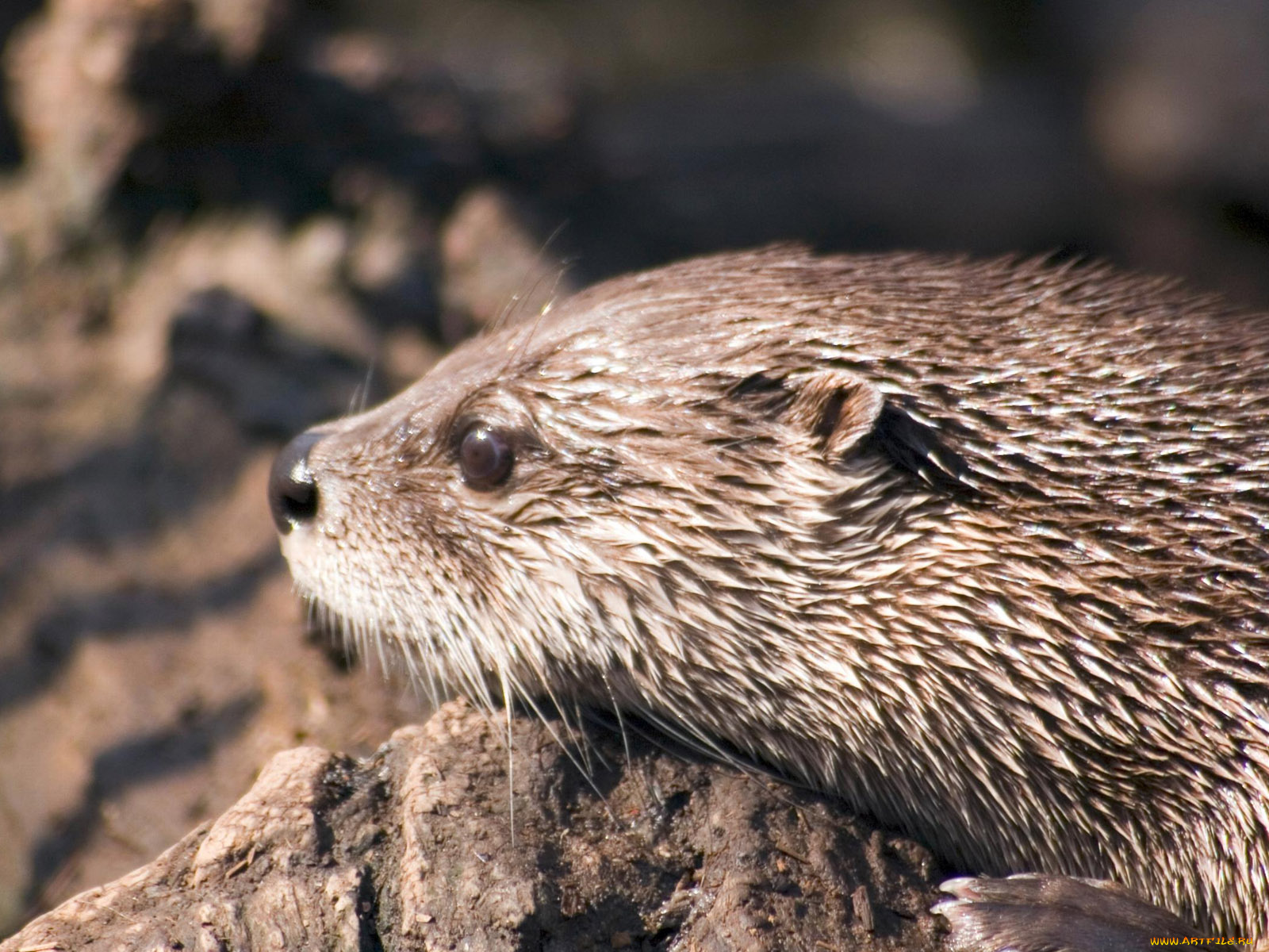 cincinnati, zoo, 24, выдра, животные, выдры, каланы, ондатры
