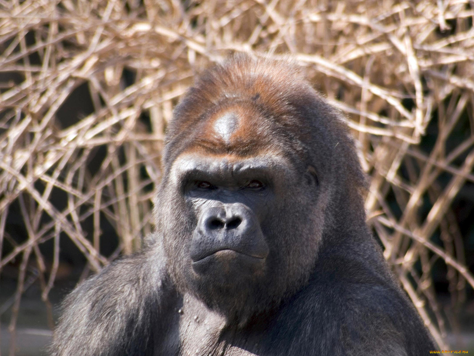 cincinnati, zoo, 25, животные, обезьяны