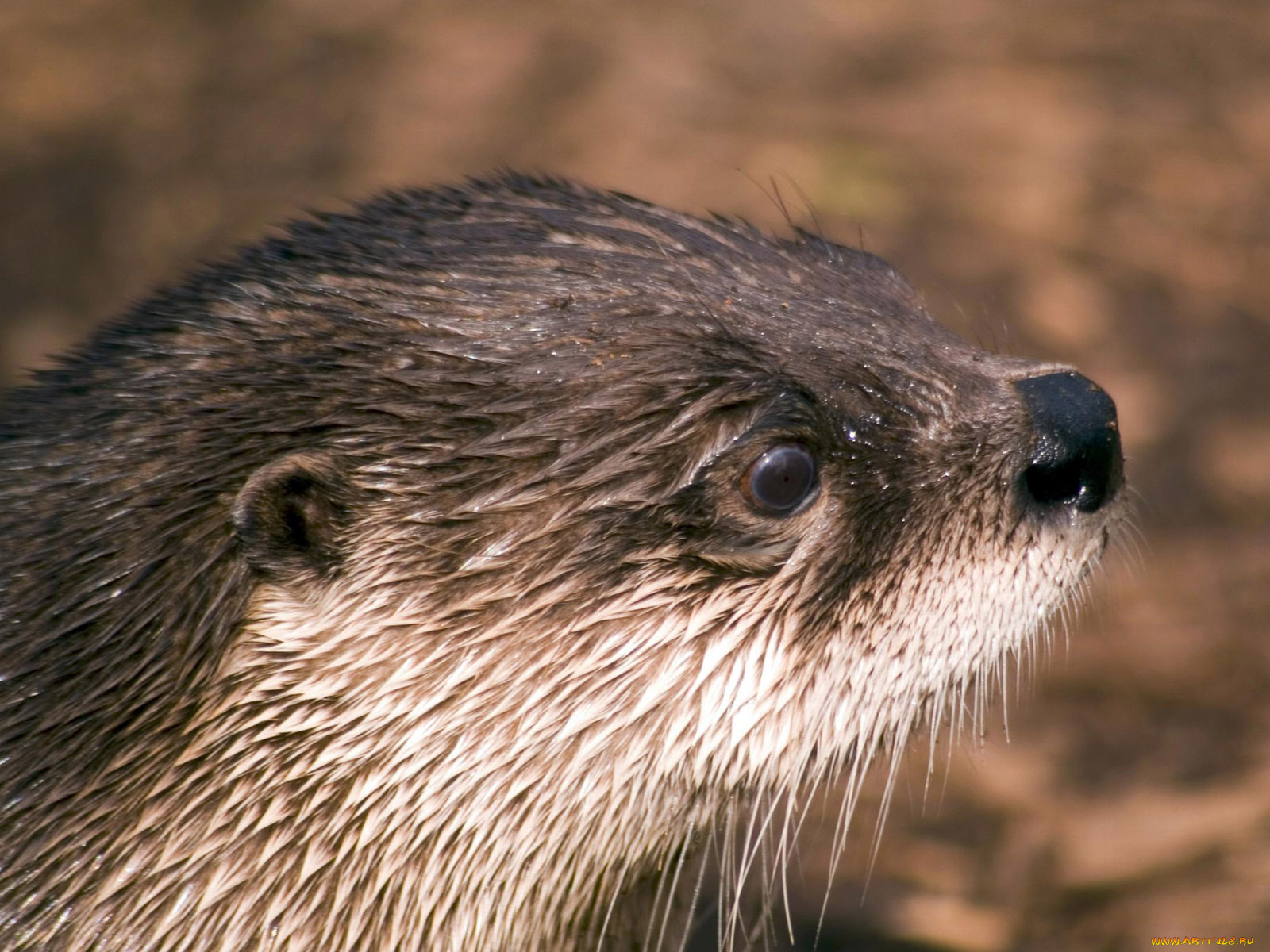 cincinnati, zoo, выдра, животные, выдры, каланы, ондатры