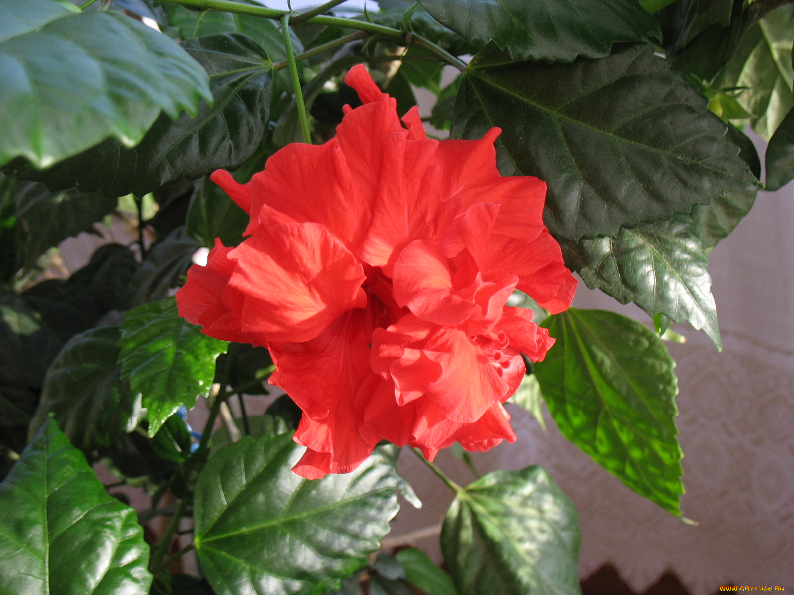 цветы, гибискусы