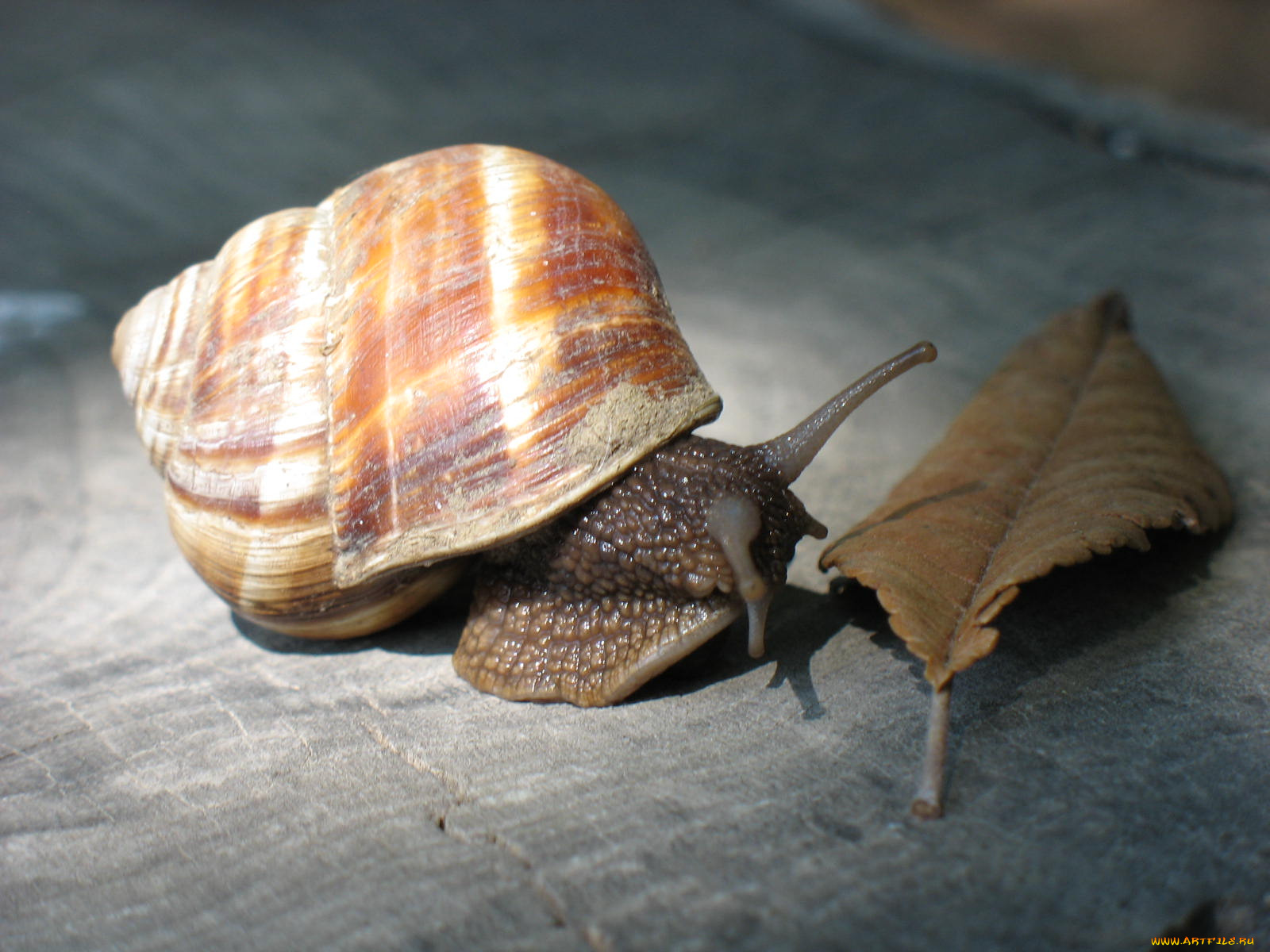 животные, улитки