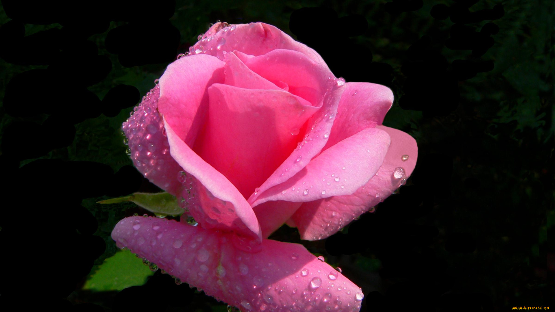 цветы, розы