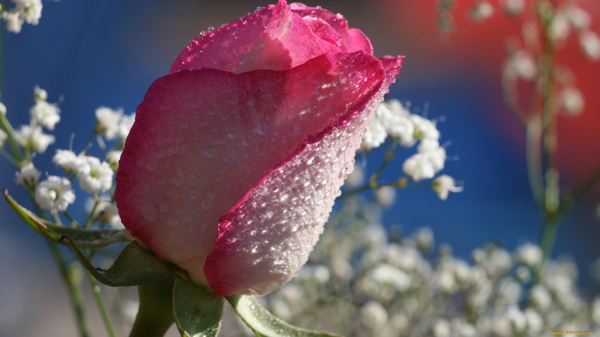 цветы, розы