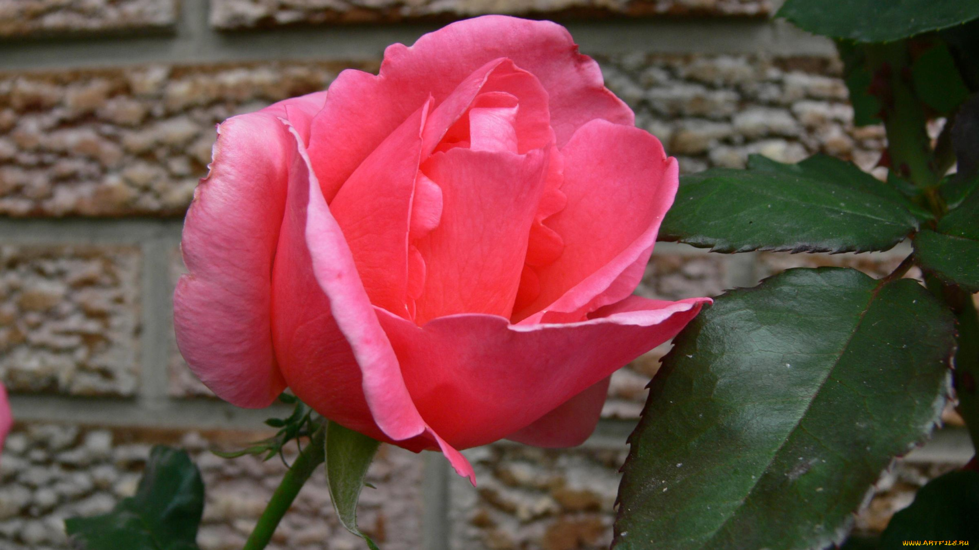 цветы, розы