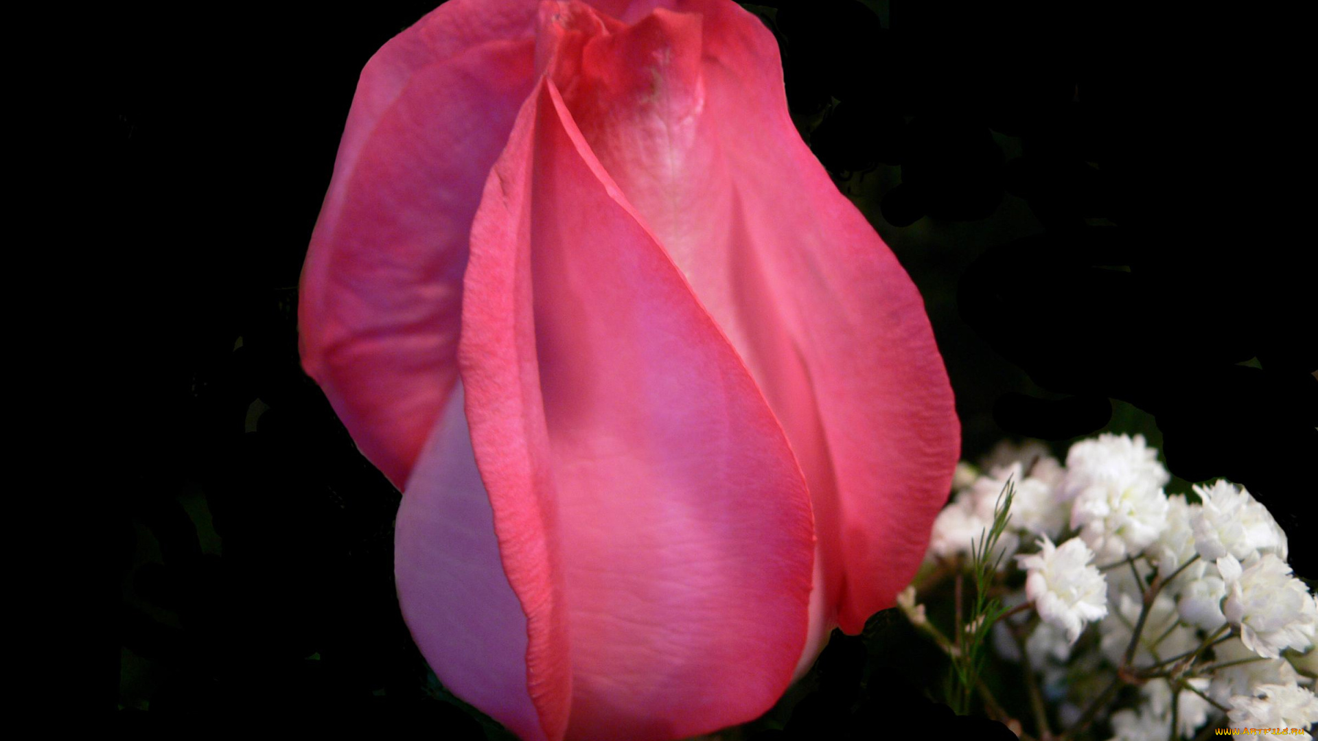 цветы, розы