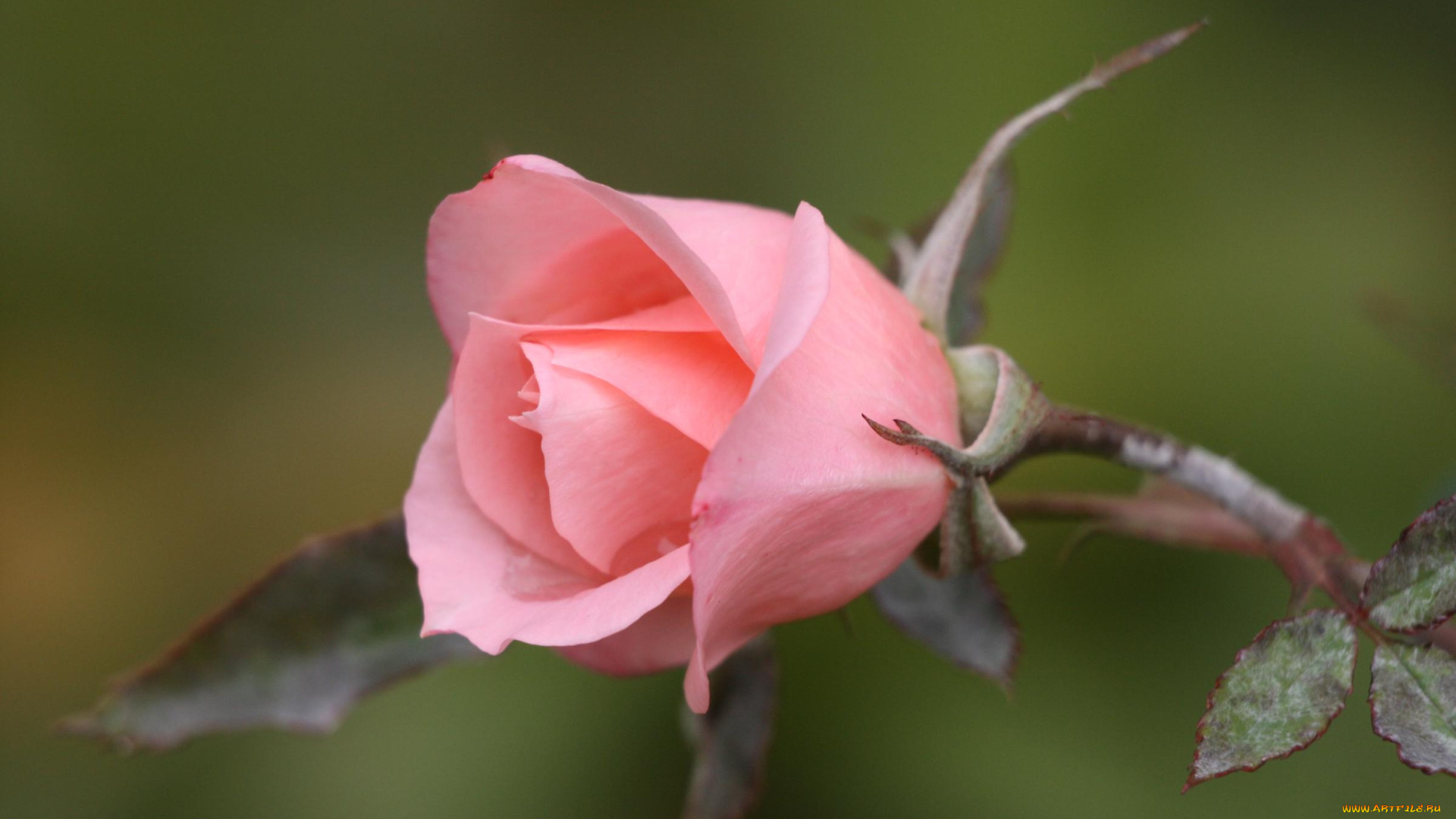 цветы, розы