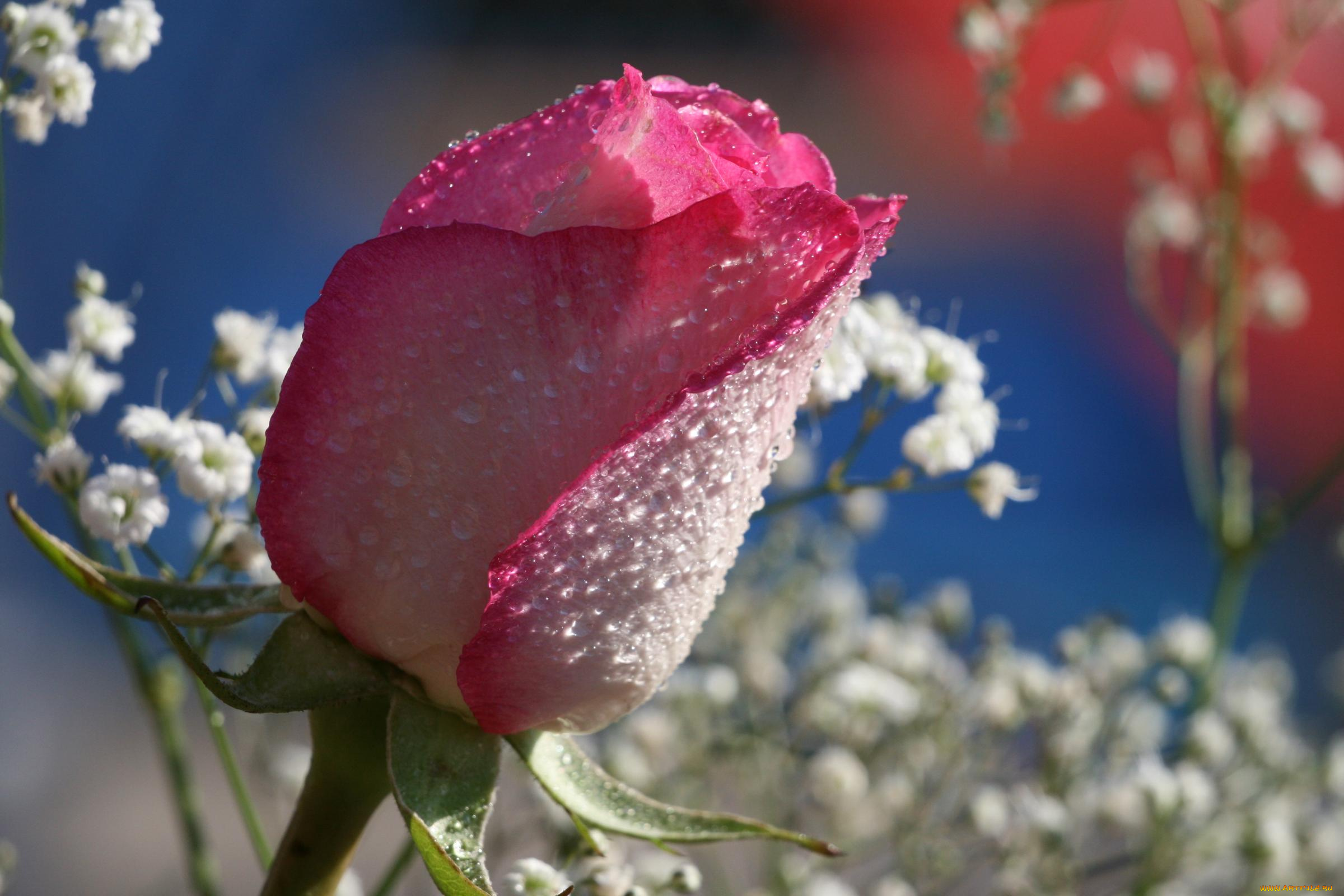 цветы, розы