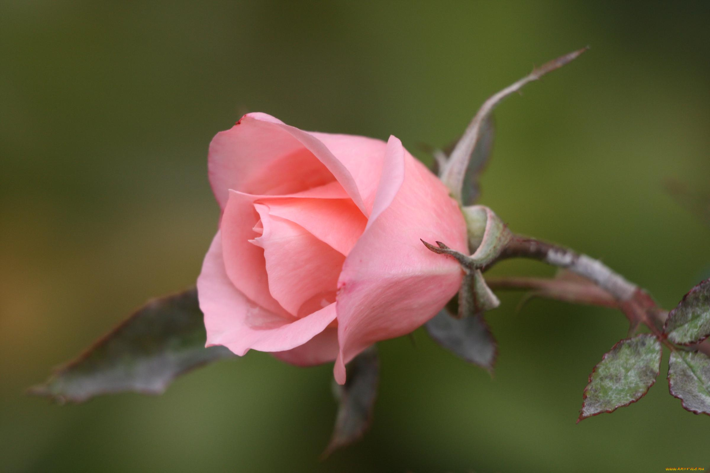 цветы, розы