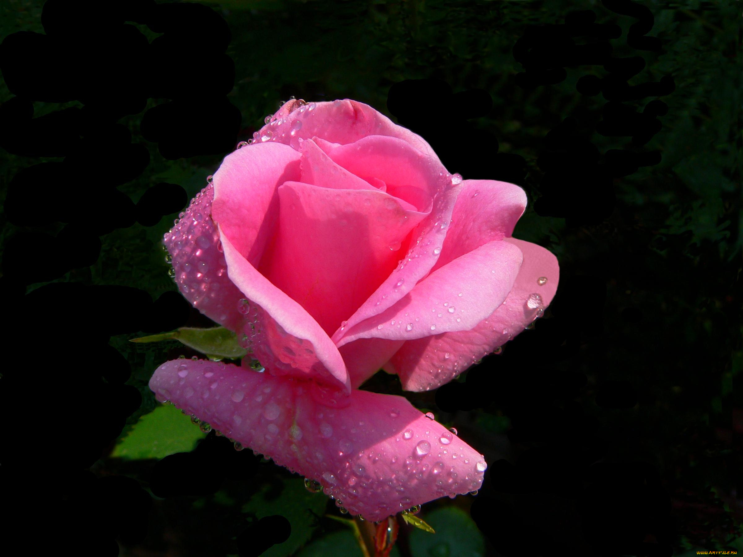 цветы, розы