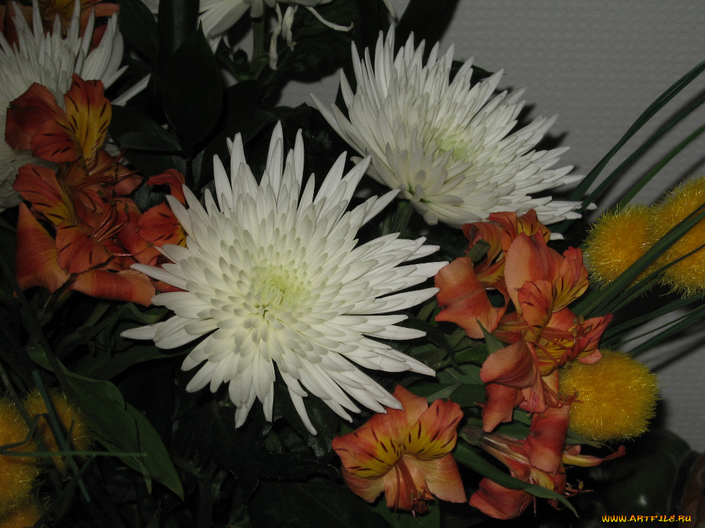 цветы, букеты, композиции