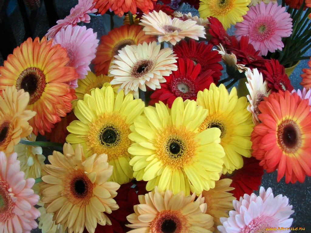 цветы, герберы