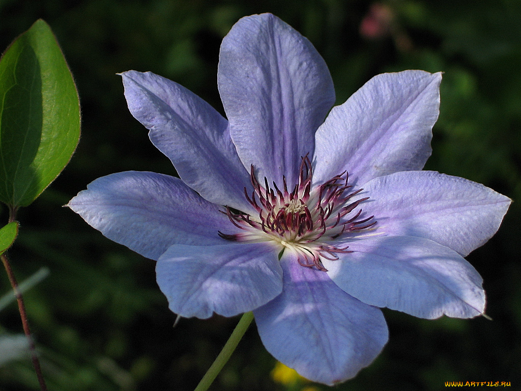 цветы, клематис, ломонос