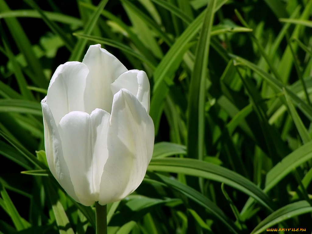 цветы, тюльпаны