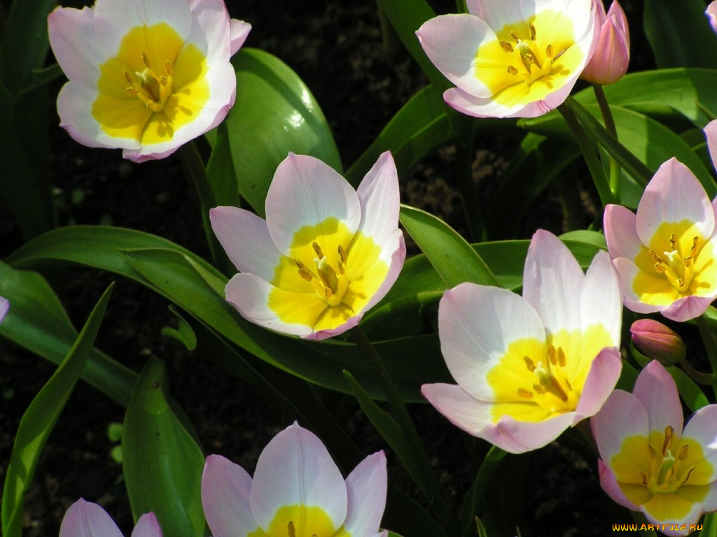 цветы, тюльпаны