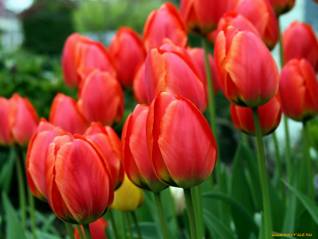 цветы, тюльпаны