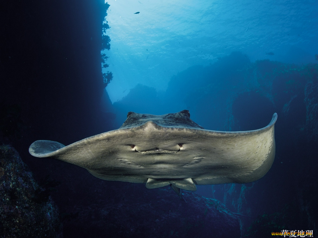 животные, рыбы